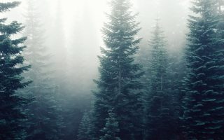an image of a forest with a few trees in the fog