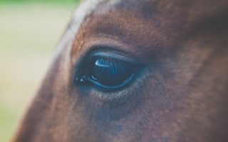 an image of a close up of a horse ' s eye with a blurry background