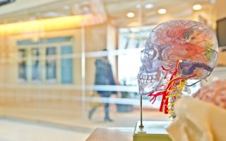 an image of a display of a human skull with a plastic bag on it