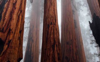 an image of a group of tall trees in a forest